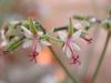 Pelargonium ceratophyllum